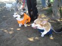 halloween 2010 010